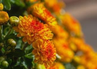 chrysanten